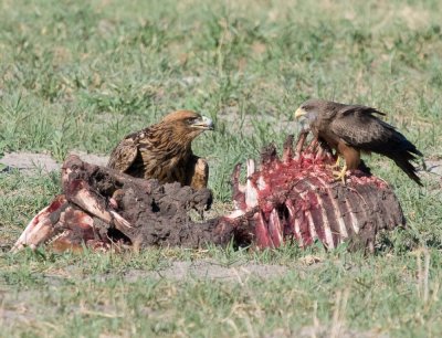 Carcass of a Tsessebe Antelope