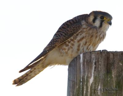 Kestrel