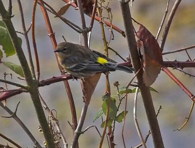 Yellow-Rumped