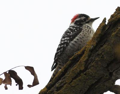 Nuttall Woodpecker
