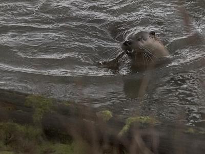 g3/40/607940/3/53755672.Riverotter2.jpg