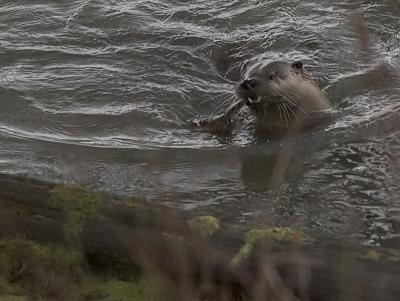 River Otter