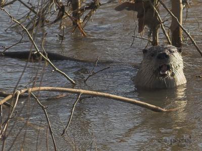 One-eyed River Otter
