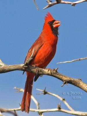 Northern or Red Cardinal Male