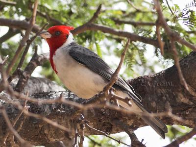Brazilian Red-Crested Cardinal