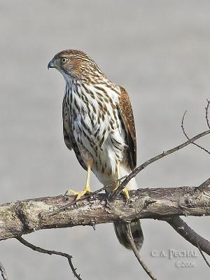 Cooper's Hawk Juvenile