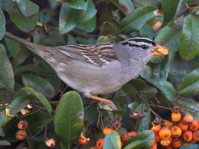 Hungry White-Crowned Sparrow