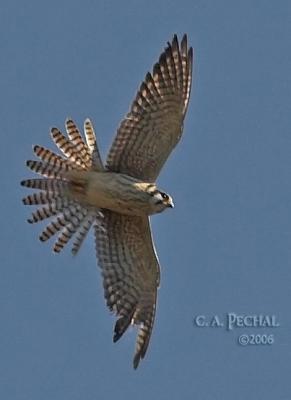 Battle-hardened Kestrel