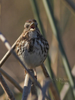 Song Sparrow