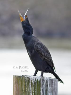 Cormorant howling at the moon?