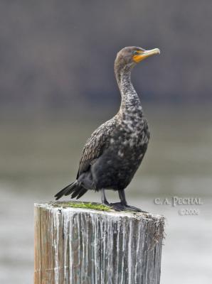 Cormorant juvenile