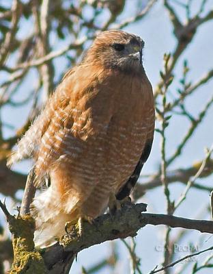 Red Shoulder Hawk