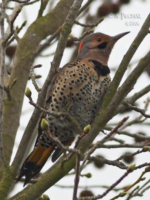 Northern Flicker