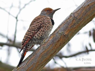 Northern Flicker