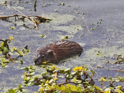 Beaver (I think)