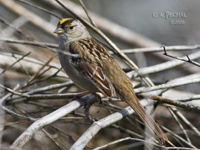 Gold Crown Sparrow