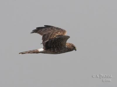 Northern Harrier Hawk