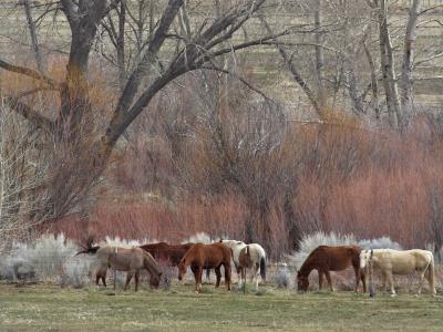 Horses in Carson Valley, NV