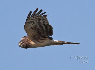 Northern Harrier Hawk