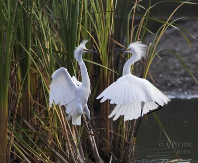 Snowy Egrets mixing it up!
