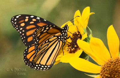 Monarch in Davis Wetlands