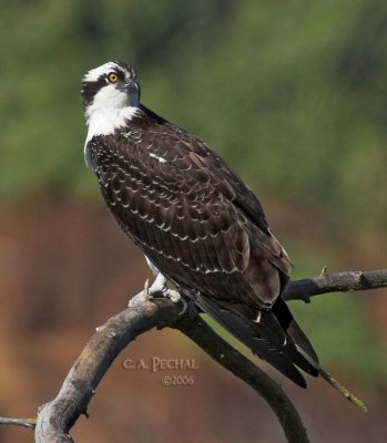 Osprey