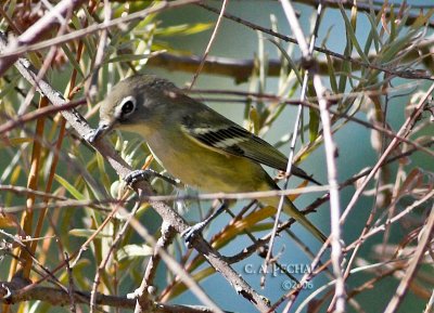 unknown vireo