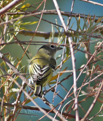 unknown vireo