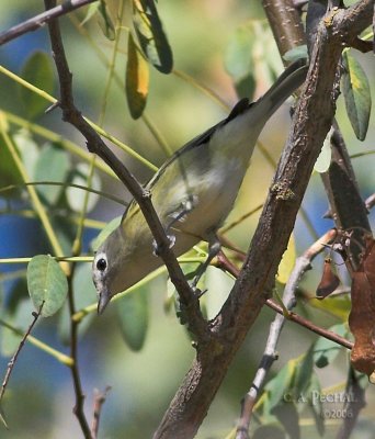 Solitary Vireo (most likely Cassin's)