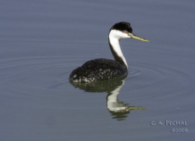 Clark's Grebe