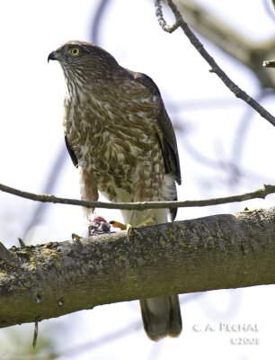 Sharp-shinned Hawk