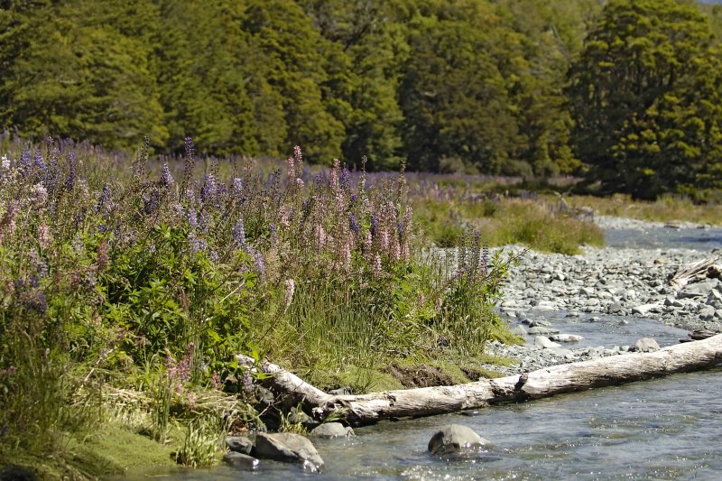 Lupines-011009-Cascade Creek, Fiordland Natl Park, S Island, New Zealand-#0274.jpg
