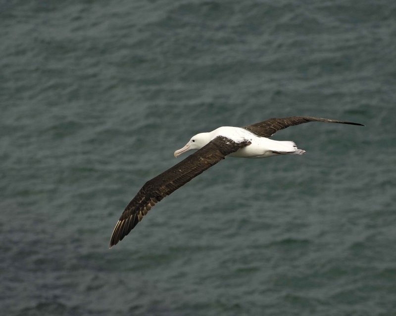 Royal Northern Albatross