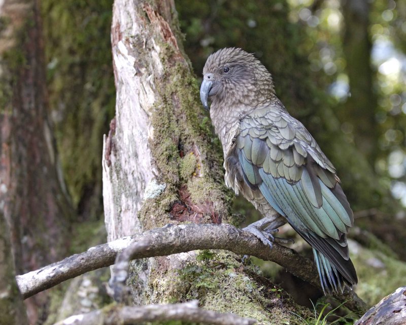 Kea - The Mountain Parrot