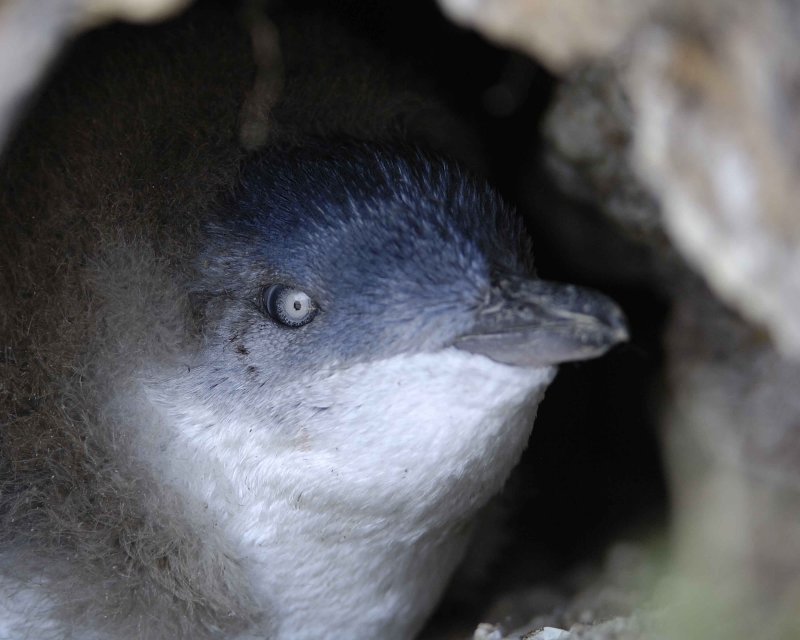 Fairy (Blue) Penguin