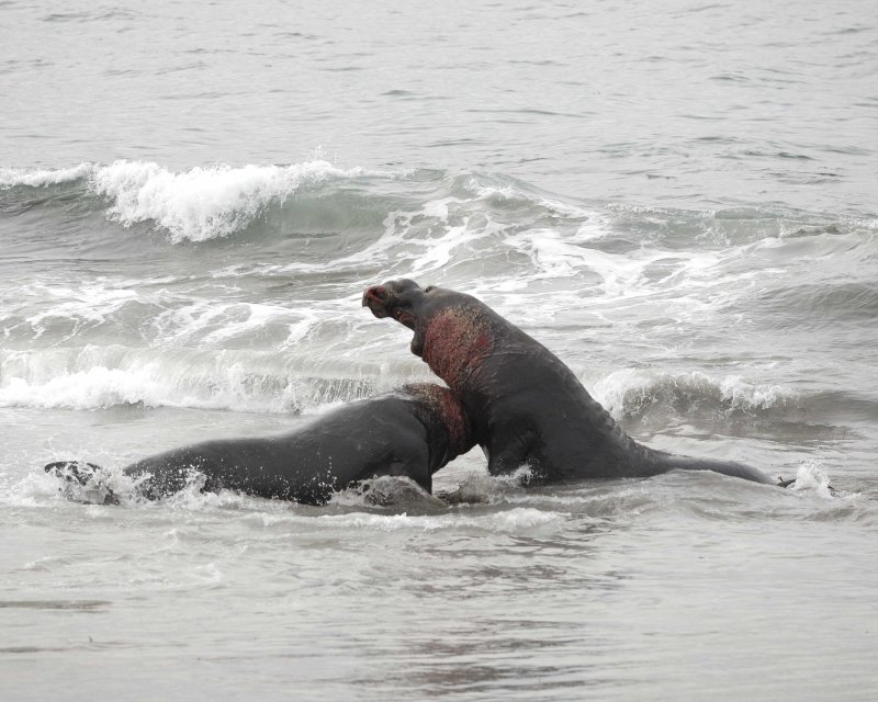 Bull Northern Elephant Seals Fighting