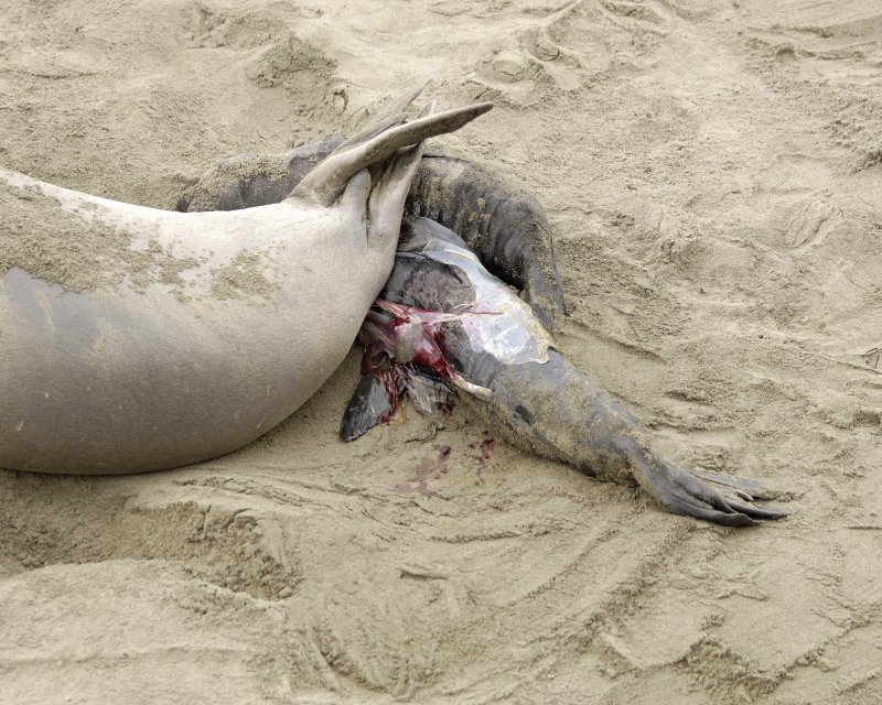 Northern Elephant Seal Birth