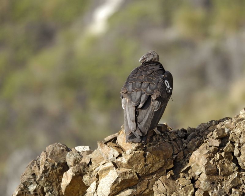 California Condor And Returning Home