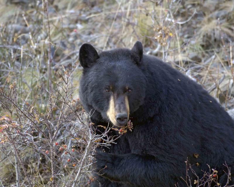 Bear, Black eating Rosehip-101605-Tower Junction, YNP-0182.jpg