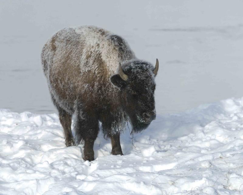 Bison, Snow Covered-011204-Madison River, Yellowstone National Park-0004.jpg
