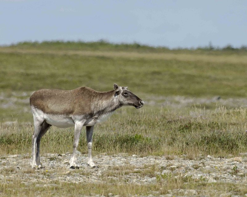 Caribou, Woodland-081106-Peters River, Newfoundland, Canada-0692.jpg