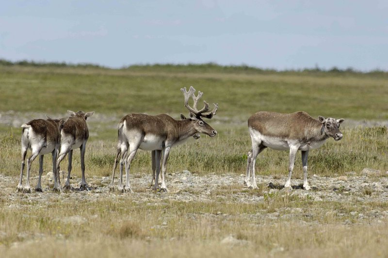 Caribou, Woodland-081106-Peters River, Newfoundland, Canada-0754.jpg