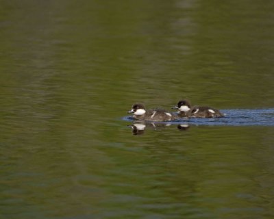 Duck, Hooded Merganser, 2 Ducklings-070508-Sandy Stream Pond, Baxter State Park, ME-#0013.jpg