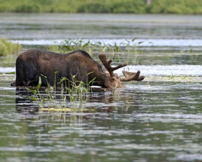 Moose, Bull, water feeding-070508-River Pond, Golden Road, ME-#0230.jpg