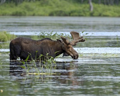 Moose, Bull, water feeding-070508-River Pond, Golden Road, ME-#0237.jpg