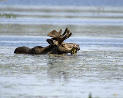 Moose, Bull, water feeding-070508-River Pond, Golden Road, ME-#0692.jpg