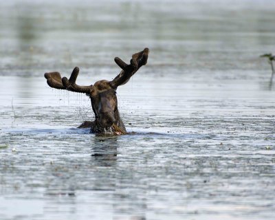 Moose, Bull, water feeding-070508-River Pond, Golden Road, ME-#0757.jpg