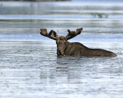 Moose, Bull, water feeding-070508-River Pond, Golden Road, ME-#0800.jpg