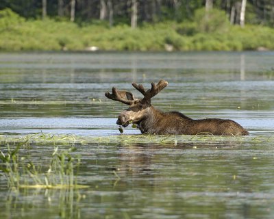 Moose, Bull, water feeding-070508-River Pond, Golden Road, ME-#0850.jpg