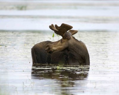 Moose, Bull-070308-River Pond, Golden Road, ME-#0292.jpg